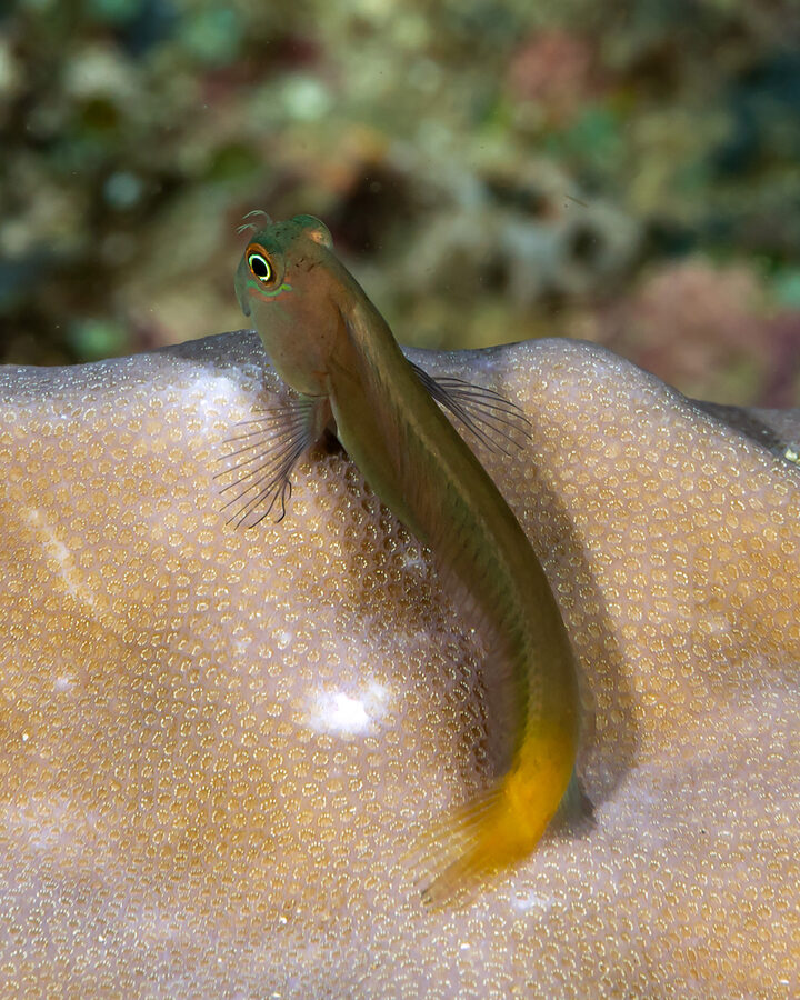 Ecsenius bicolor (Bicolor Coralblenny)