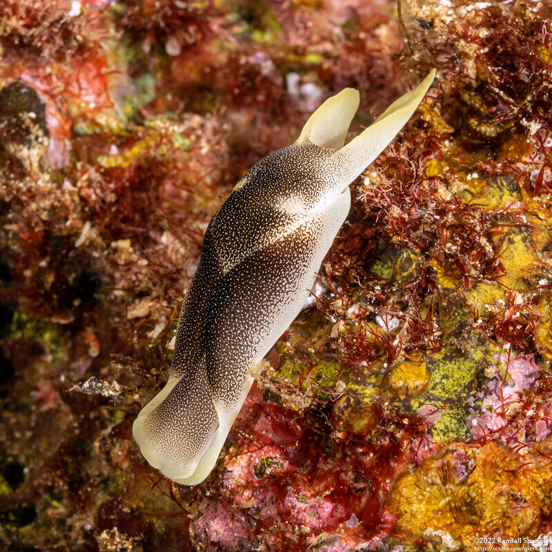 Chelidonura amoena (Lovely Headshield Slug)