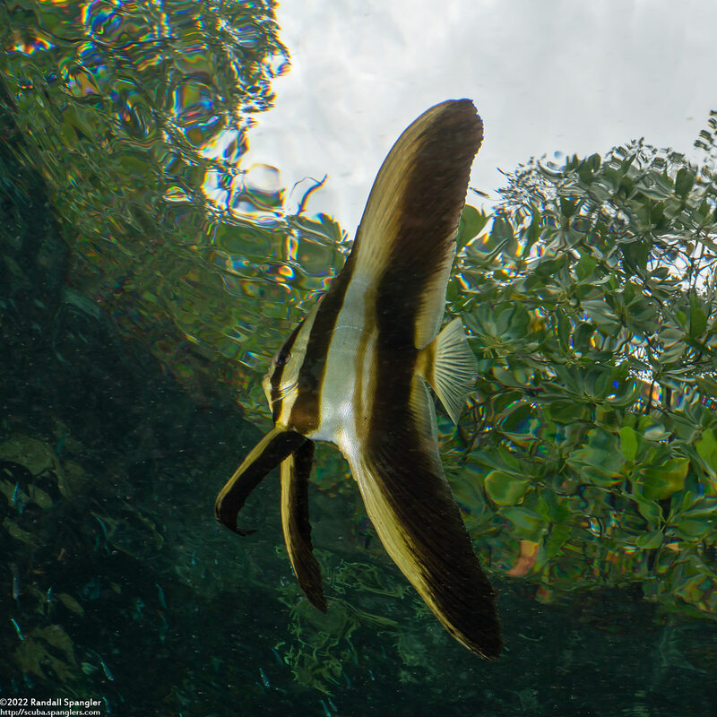 Platax teira (Longfin Spadefish)