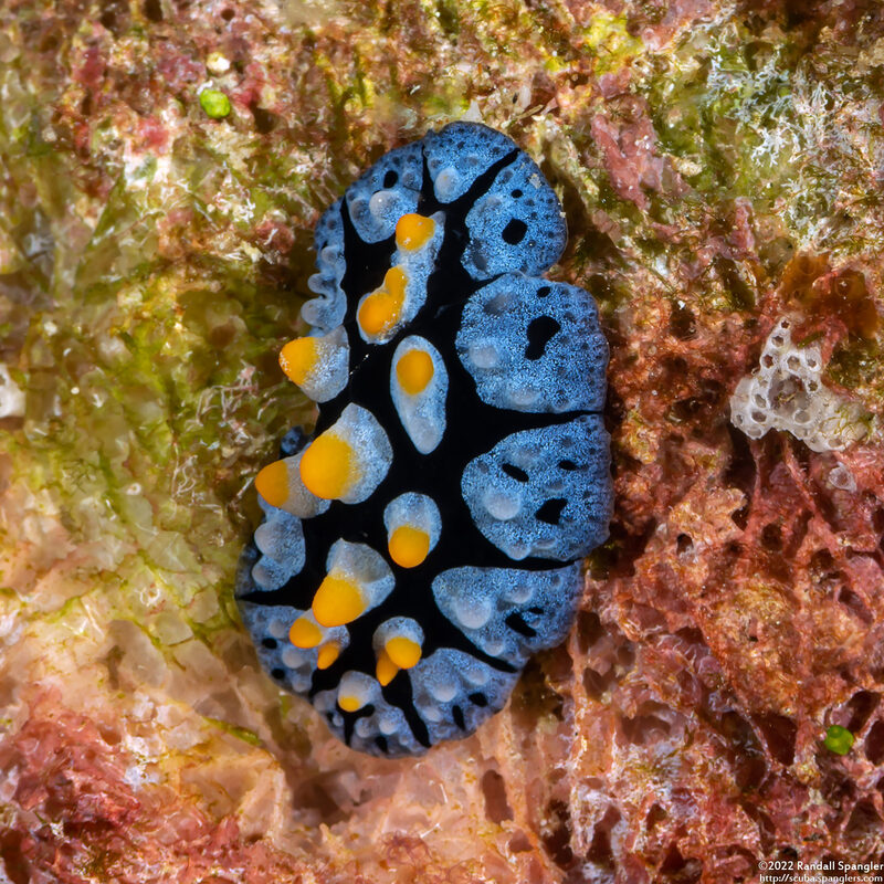 Phyllidia picta (Painted Phyllidia)