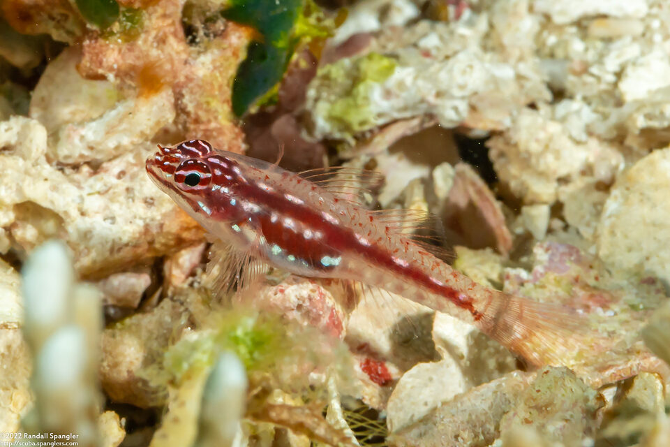 Eviota prasites (Hairfin Dwarfgoby)