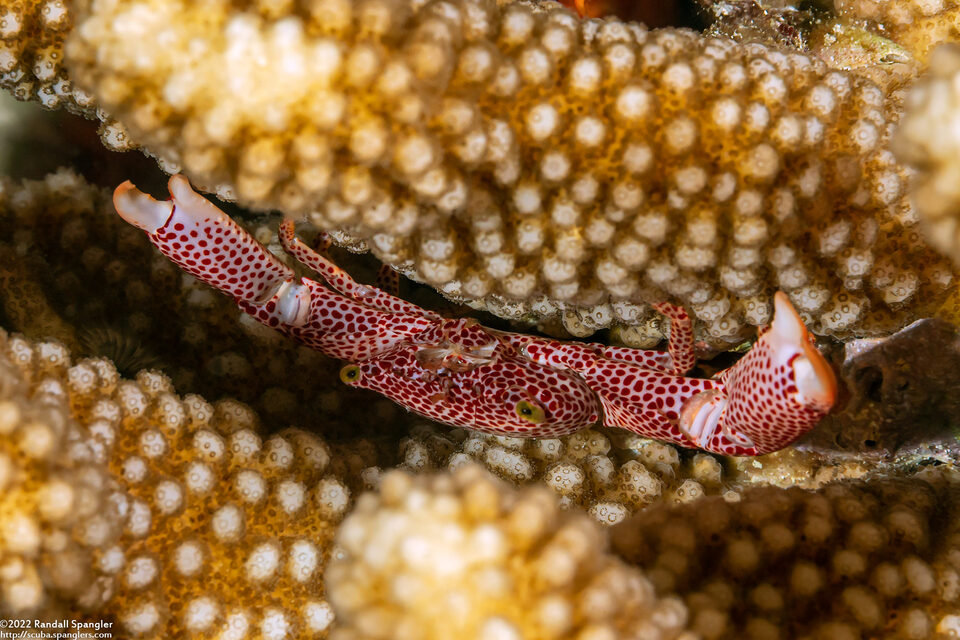 Trapezia rufopunctata (Rust-Spotted Guard Crab)