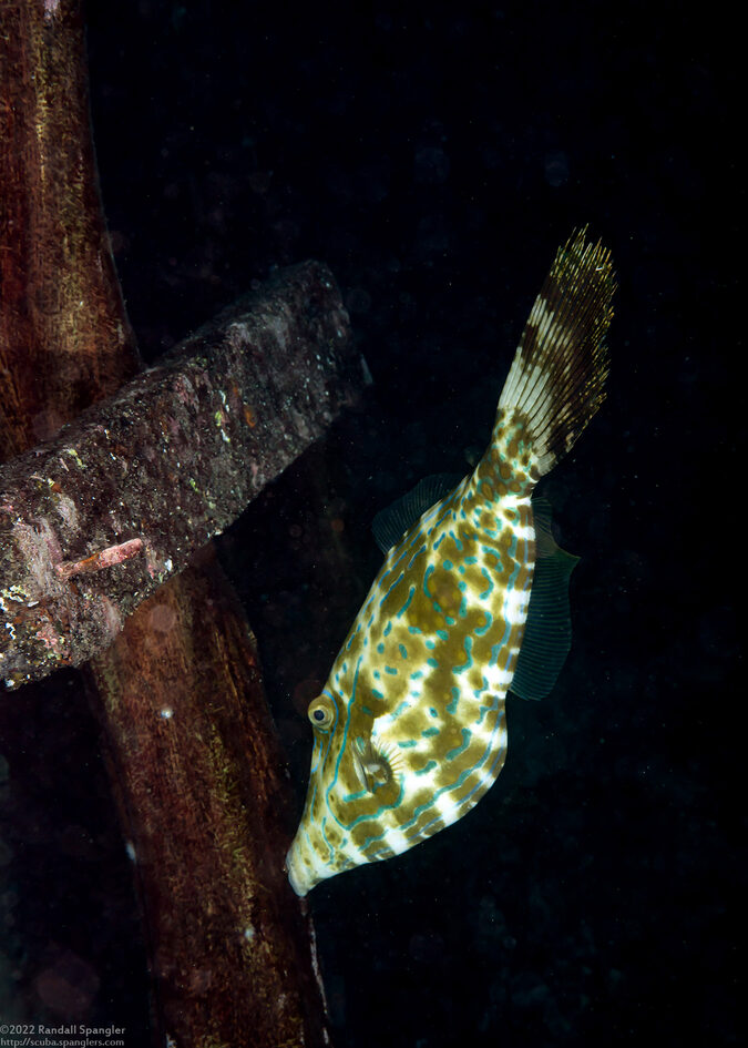 Aluterus scriptus (Scrawled Filefish)