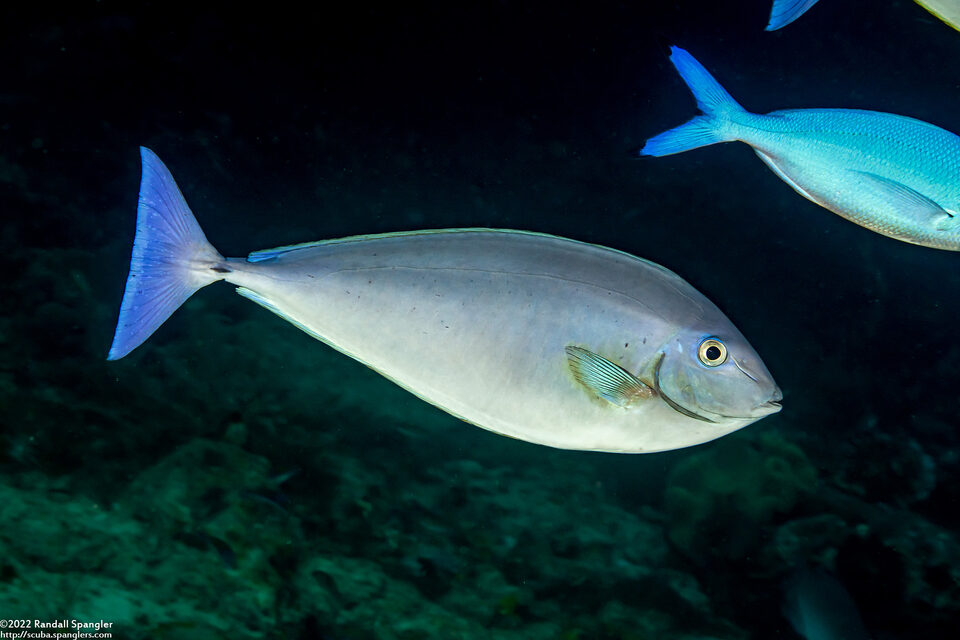 Naso caeruleacauda (Bluetail Unicornfish)