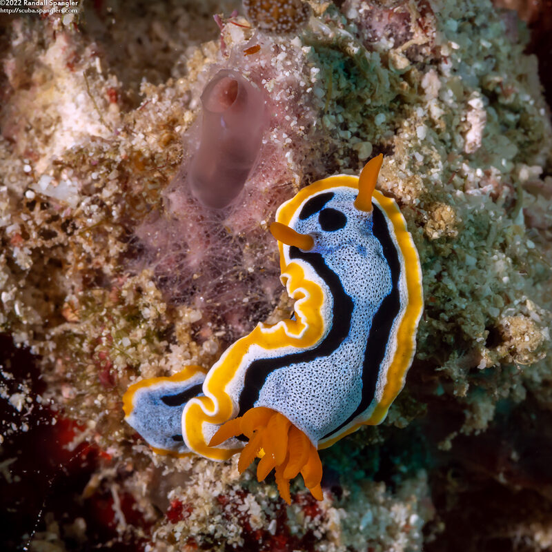 Chromodoris annae (Anna's Chromodoris)