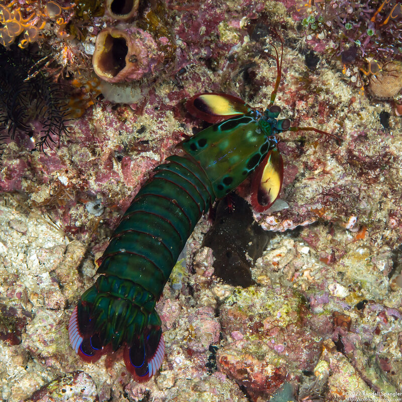 Odontodactylus scyllarus (Peacock Mantis Shrimp)