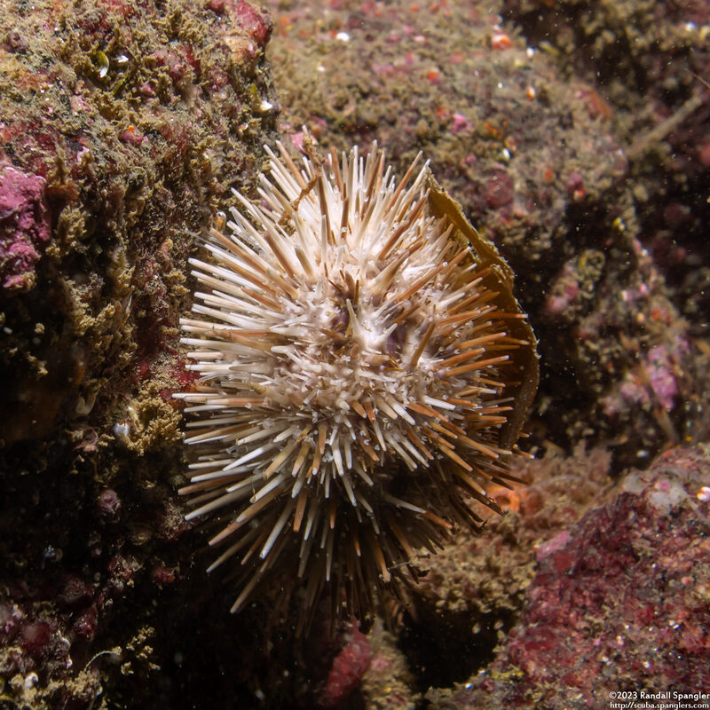 Lytechinus pictus (White Sea Urchin)