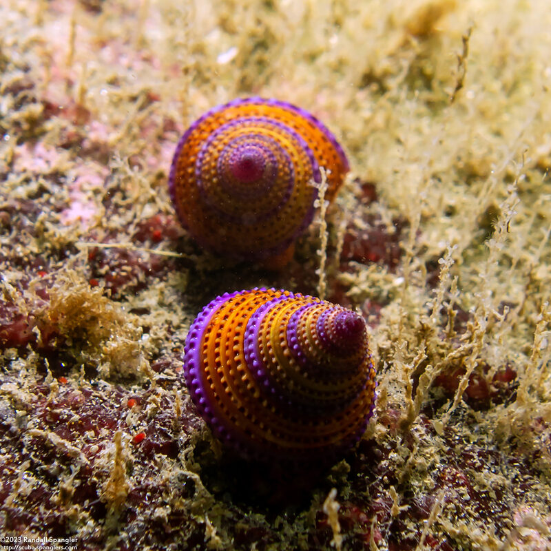 Calliostoma annulatum (Blue-Ring Top Snail)