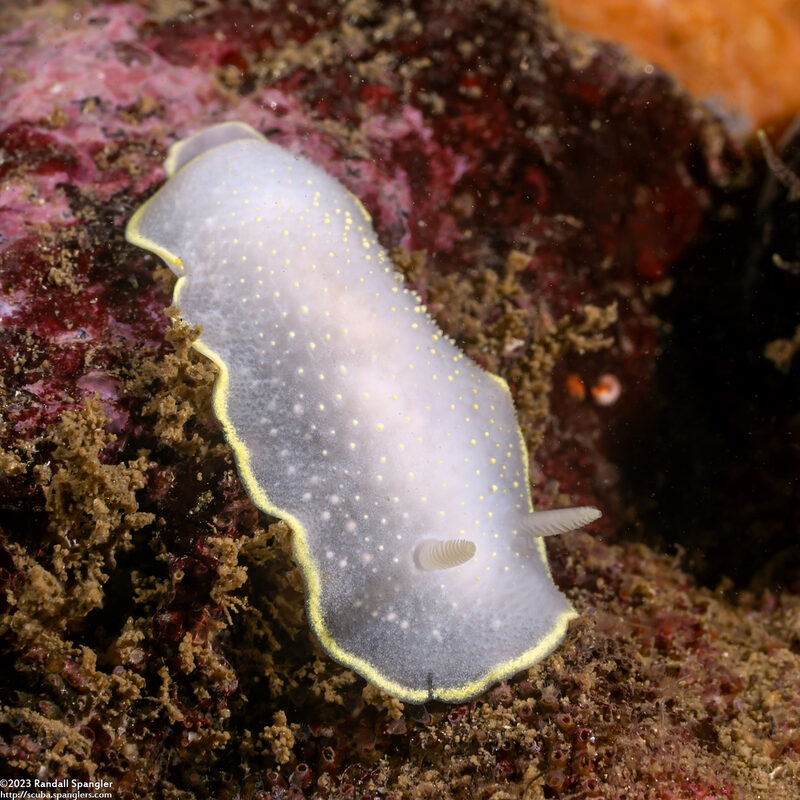 Cadlina luteomarginata (Yellow Margin Cadlina)