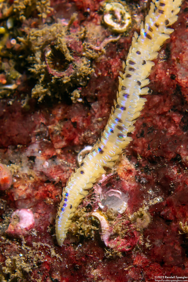 Eteone pacifica (Eteone pacifica)