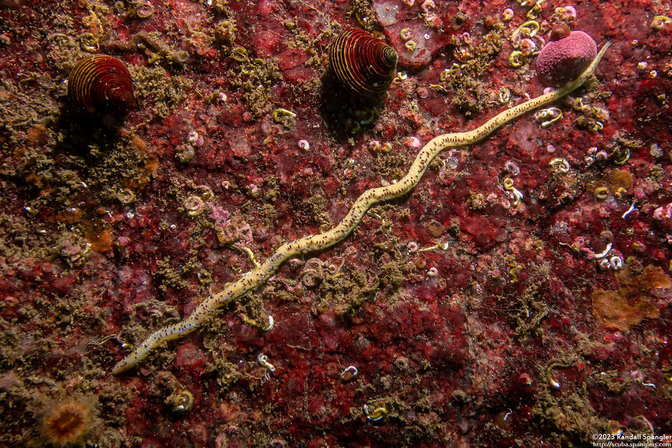 Eteone pacifica (Eteone pacifica)