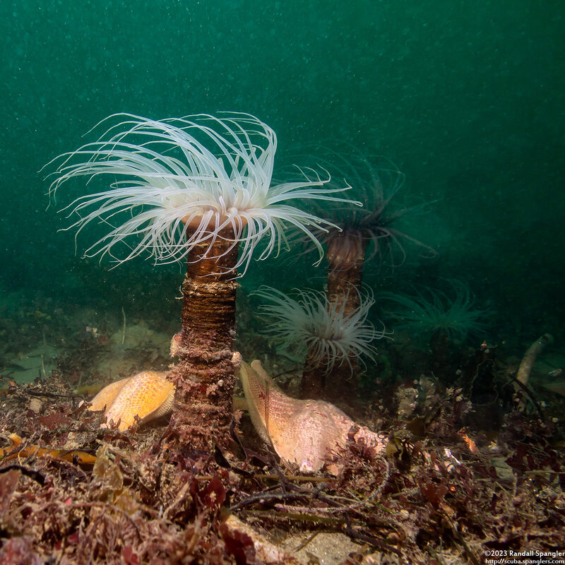 Pachycerianthus fimbriatus (Tube-Dwelling Anemone)