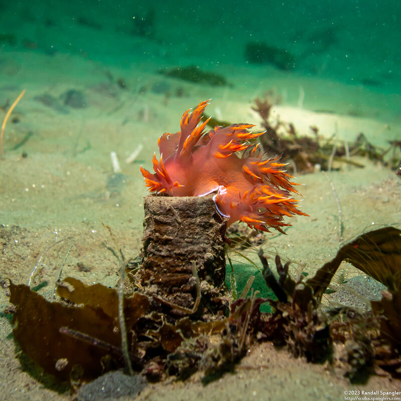 Dendronotus iris (Rainbow Dendronotus)