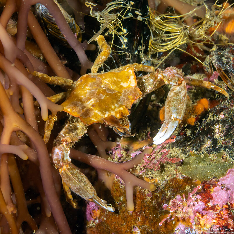 Pugettia foliata (Foliate Kelp Crab)