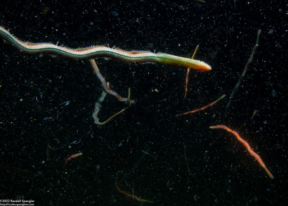 Nereidinae sp.1 (Nereidinae sp.1)