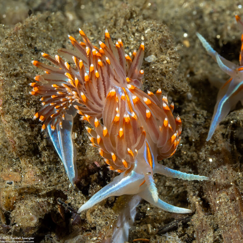 Hermissenda opalescens (Opalescent Nudibranch)