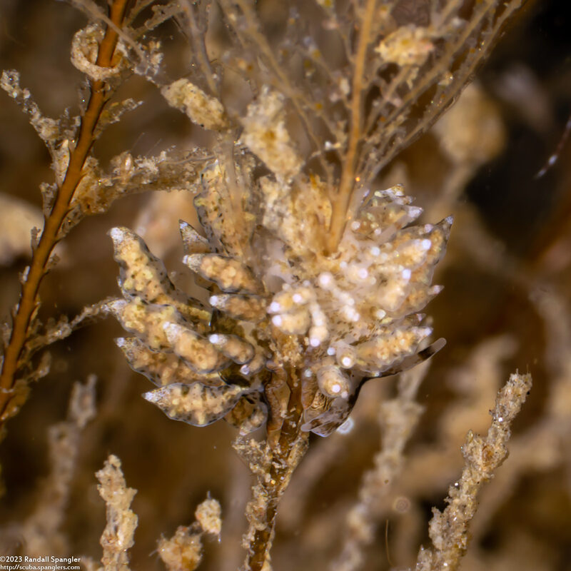 Eubranchus rustyus (Homely Aeolid)