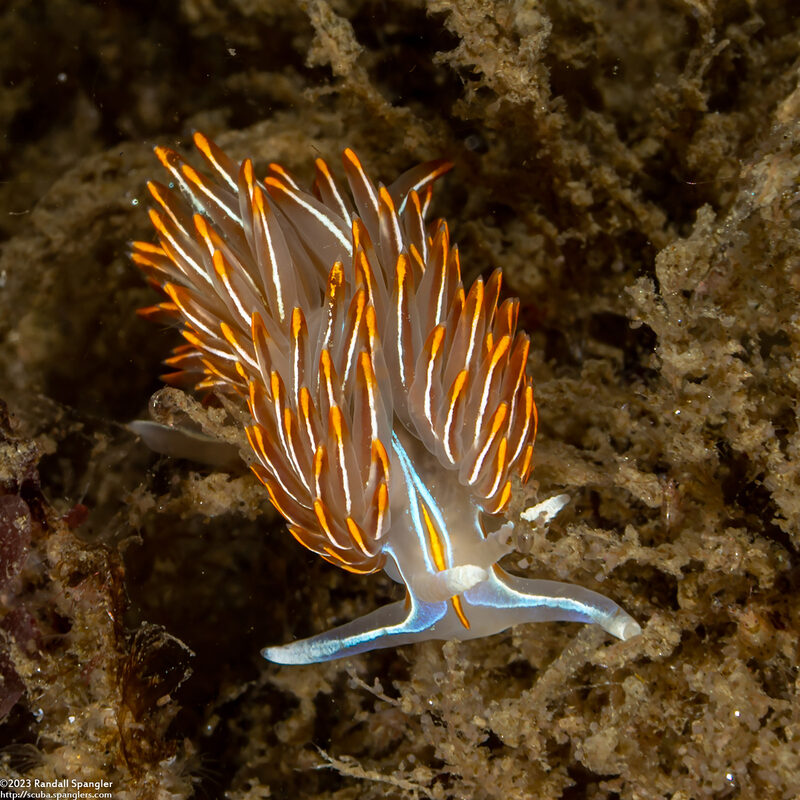 Hermissenda crassicornis (Hermissenda Crassicornis)