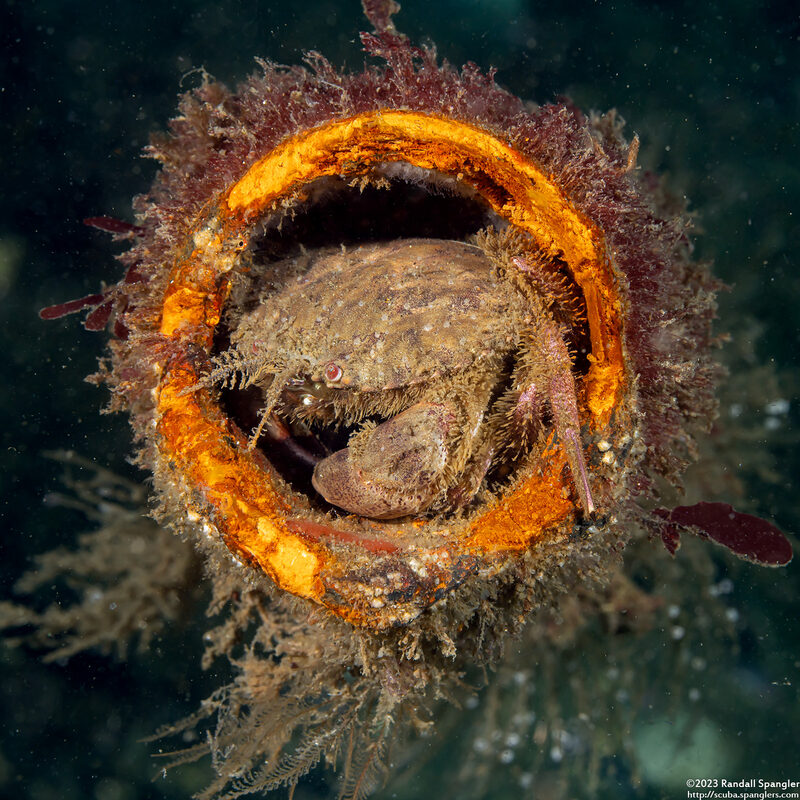Romaleon antennarium (Pacific Rock Crab)