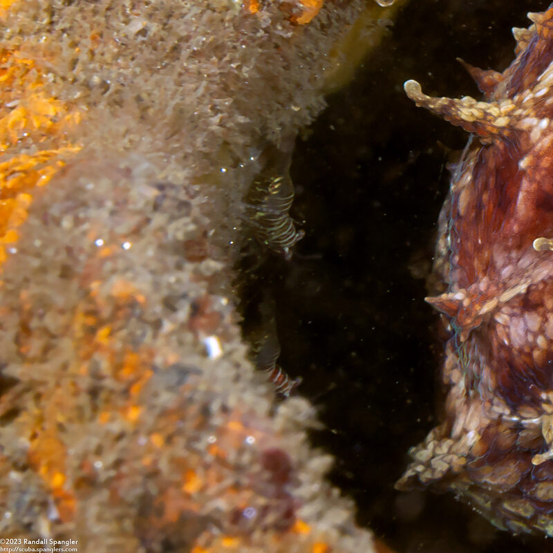 Heptacarpus pugettensis (Barred Shrimp)