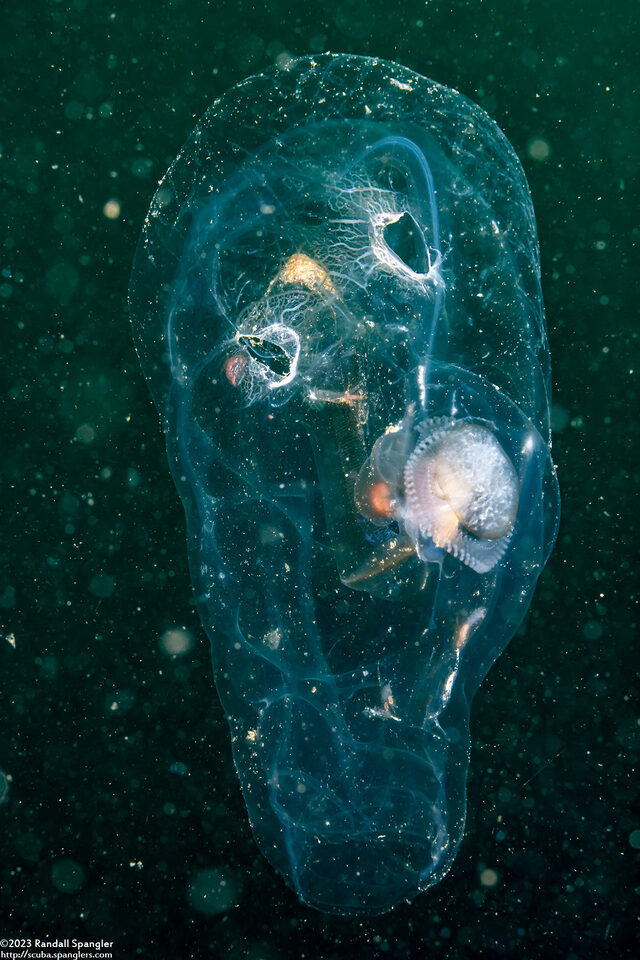 Salpa fusiformis (Common Salp)