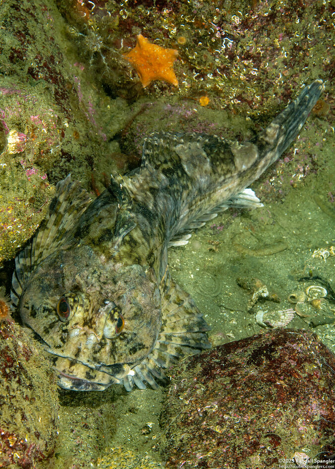 Scorpaenichthys marmoratus (Cabezon)