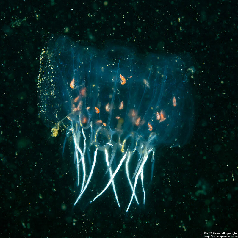 Cyclosalpa bakeri (Cyclosalpa Bakeri)