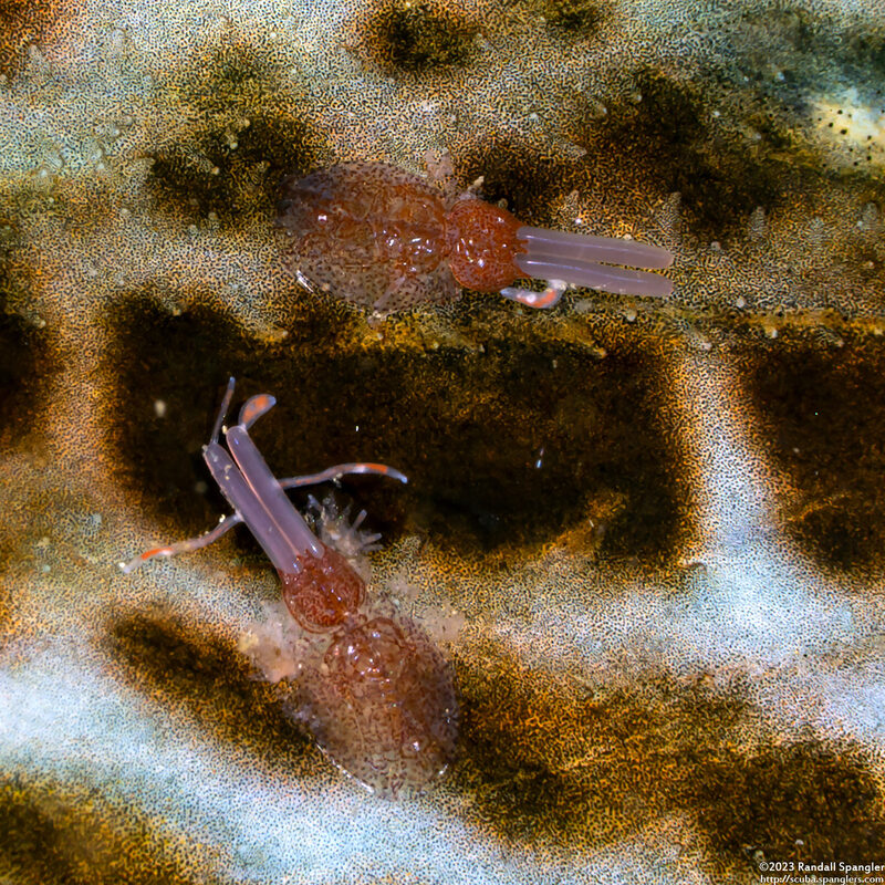 Copepoda sp.1 (Copepod)