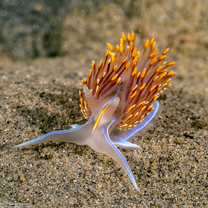 Hermissenda opalescens (Opalescent Nudibranch)