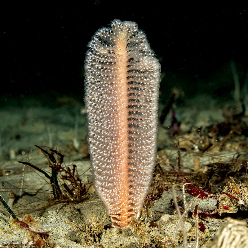 Virgularia sp.4 (Virgularia sp.4)