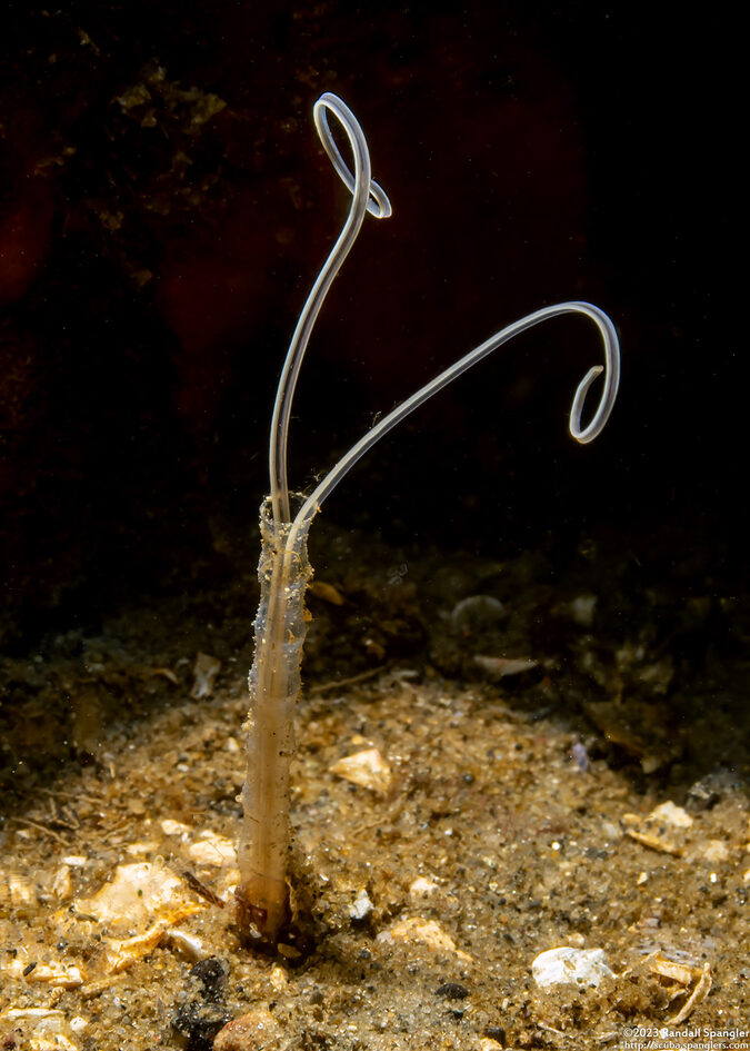 Chaetopteridae sp.1 (Jointed Tubeworm)