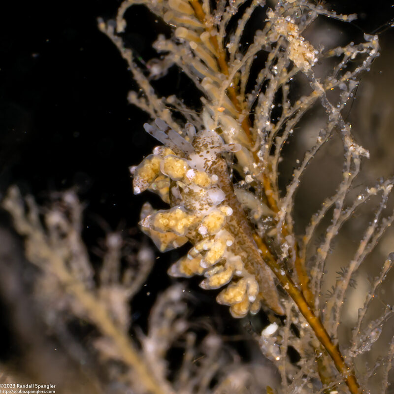 Eubranchus rustyus (Homely Aeolid)