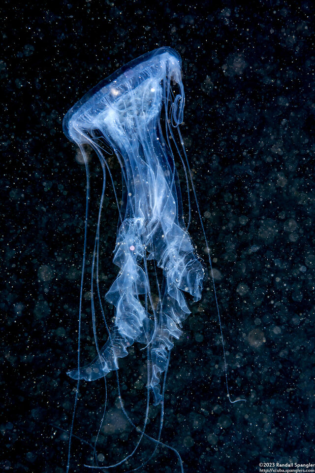 Phacellophora camtschatica (Egg-Yolk Jelly)