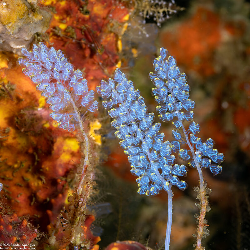 Perophora namei (Blue Bell Sea Squirt)