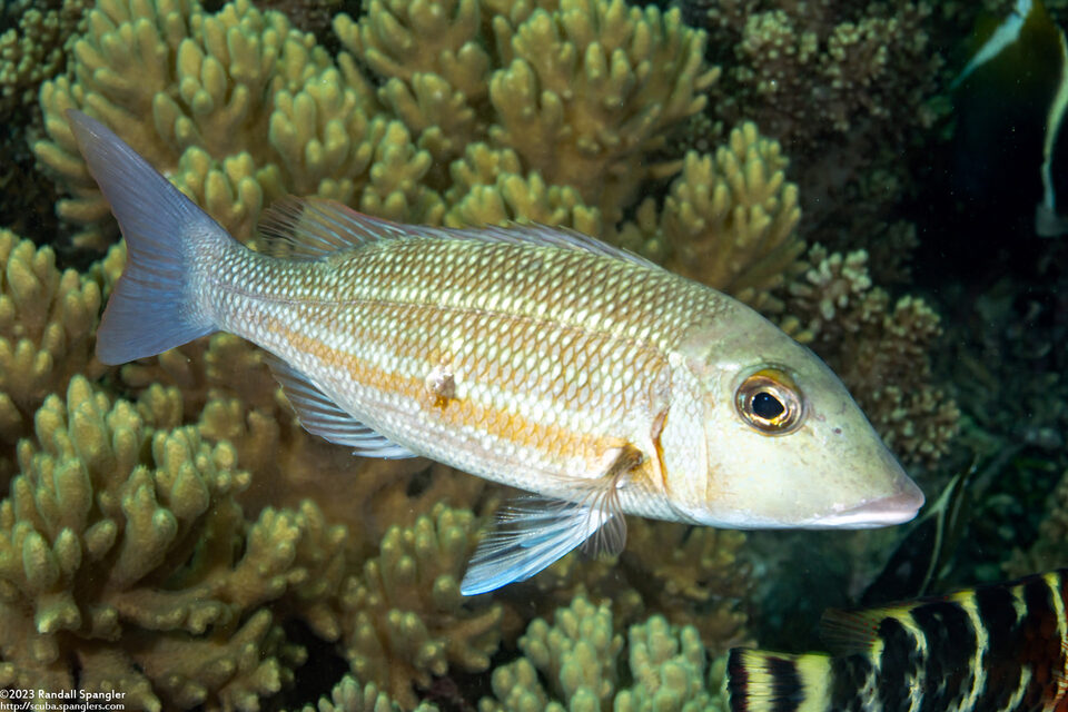Lethrinus obsoletus (Orange-Striped Emperor)