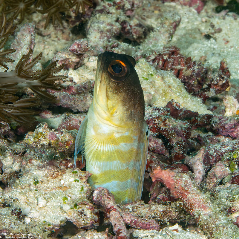 Opistognathus randalli (Yellowbarred Jawfish)