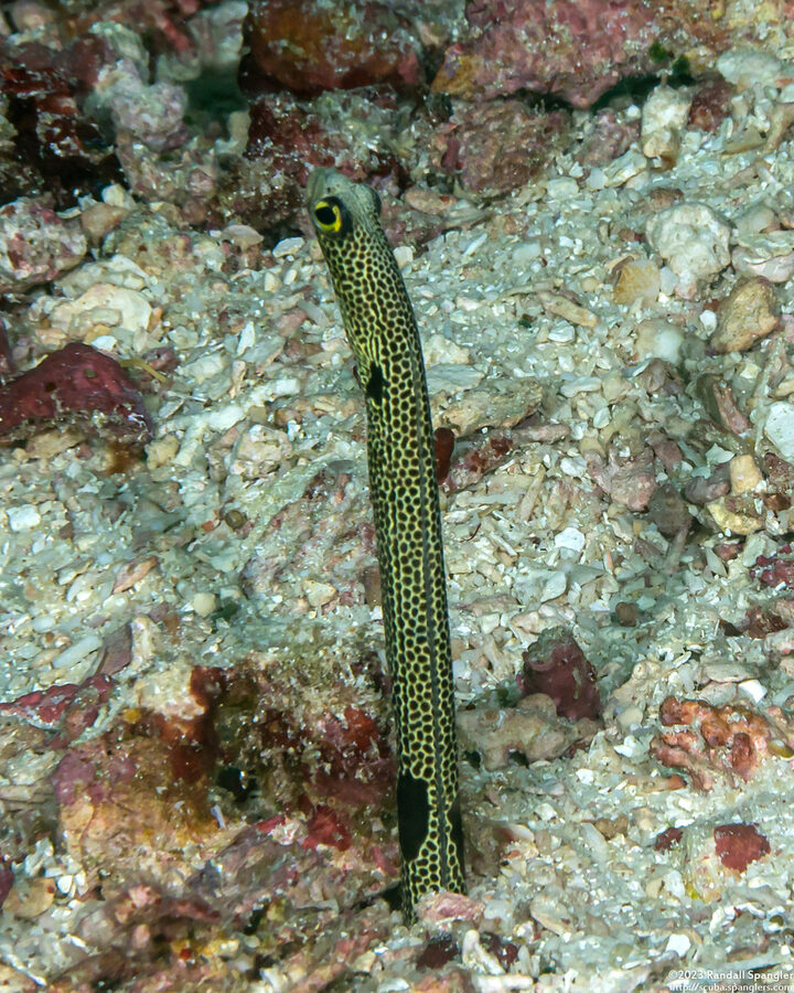 Heteroconger hassi (Spotted Garden Eel)