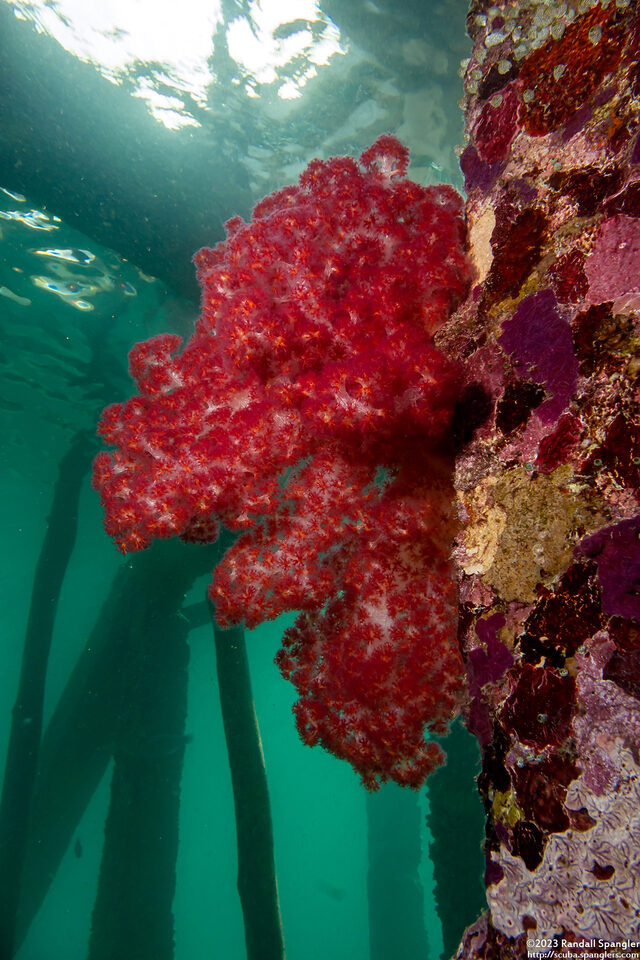 Dendronephthya sp.1 (Dendronephthya)