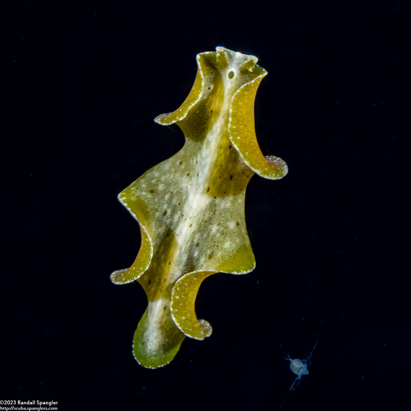 Pseudobiceros cf. kryptos (Pseudobiceros cf. Kryptos)