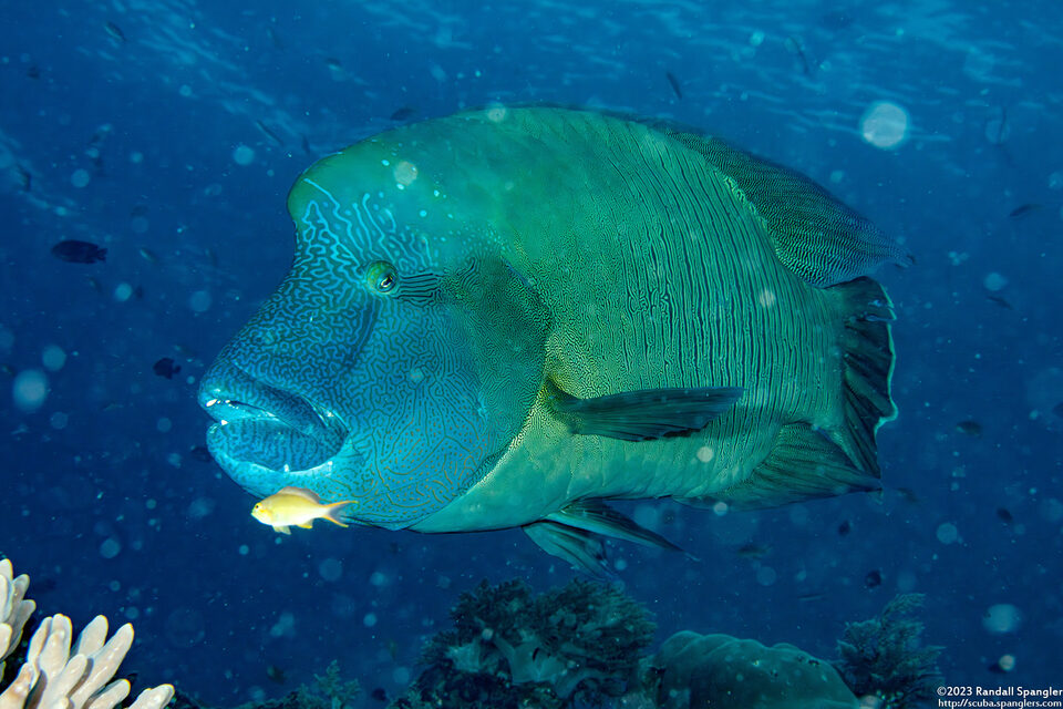 Cheilinus undulatus (Humphead Wrasse)