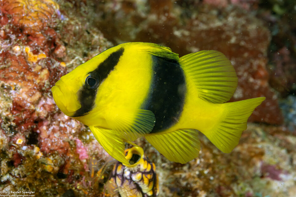Diploprion bifasciatum (Doublebanded Soapfish)