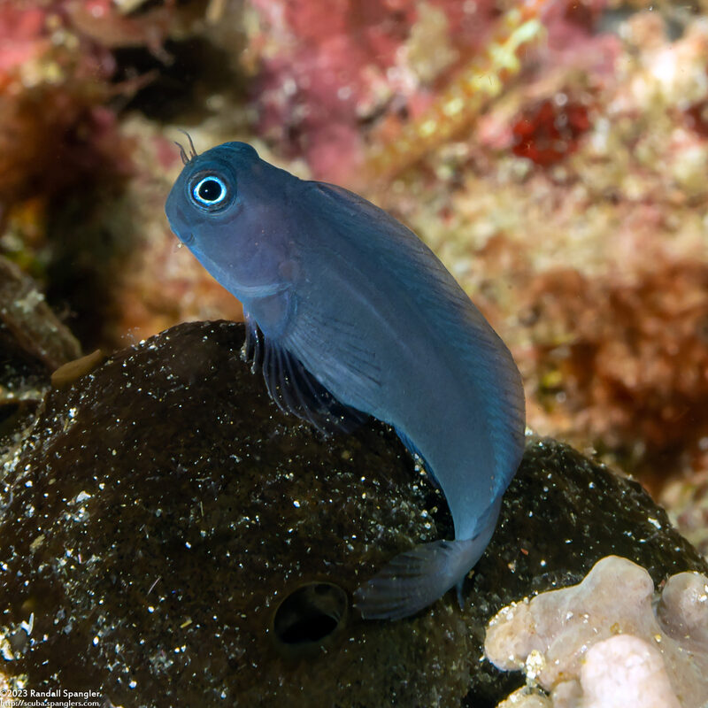 Ecsenius namiyei (Black Coralblenny)