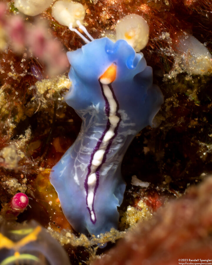 Pseudoceros liparus (Racing Stripe Flatworm)