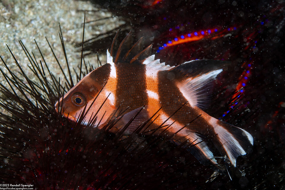 Lutjanus sebae (Red Emperor Snapper)