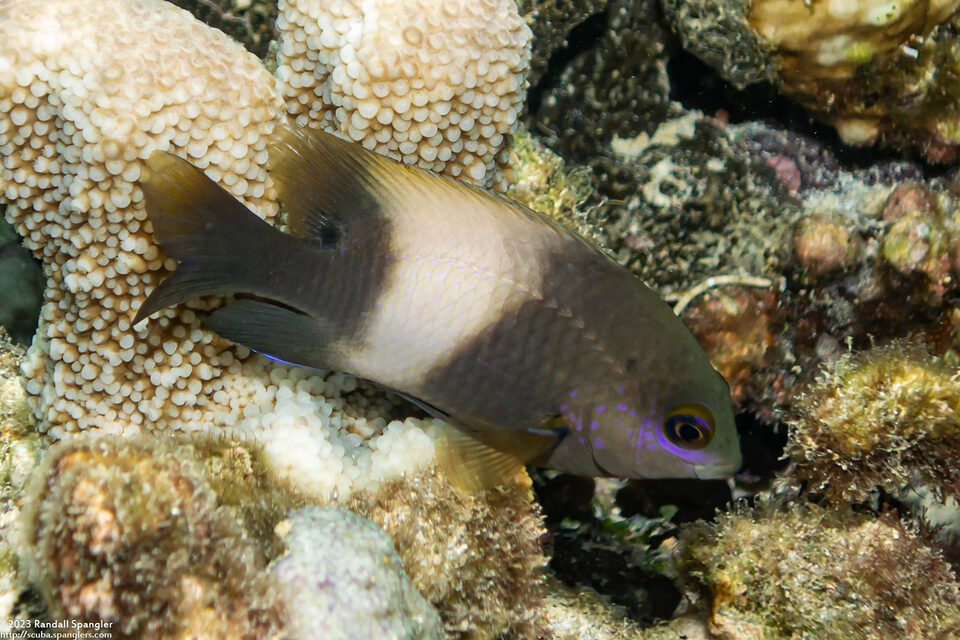 Stegastes albifasciatus (Whitebar Gregory)