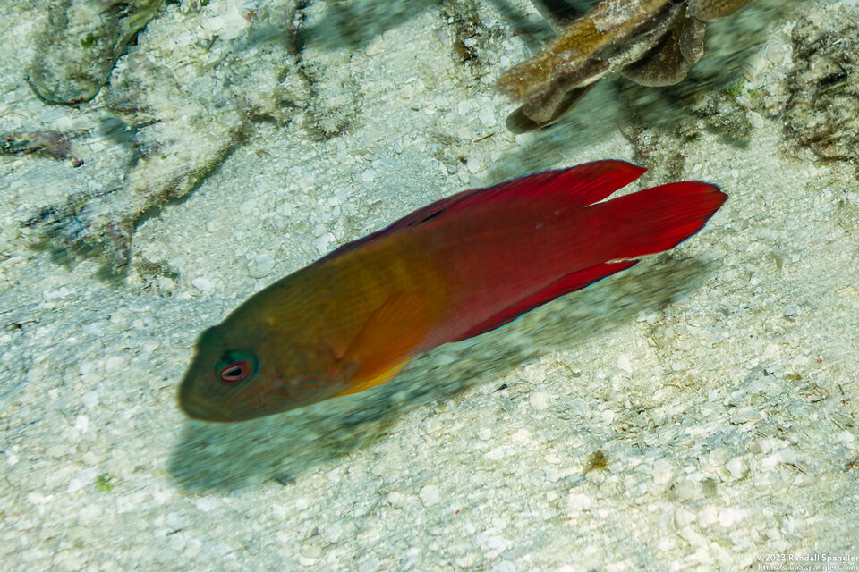 Labracinus cyclophthalmus (Firetail Dottyback)