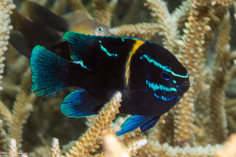 Neoglyphidodon oxyodon (Bluestreak Damsel)