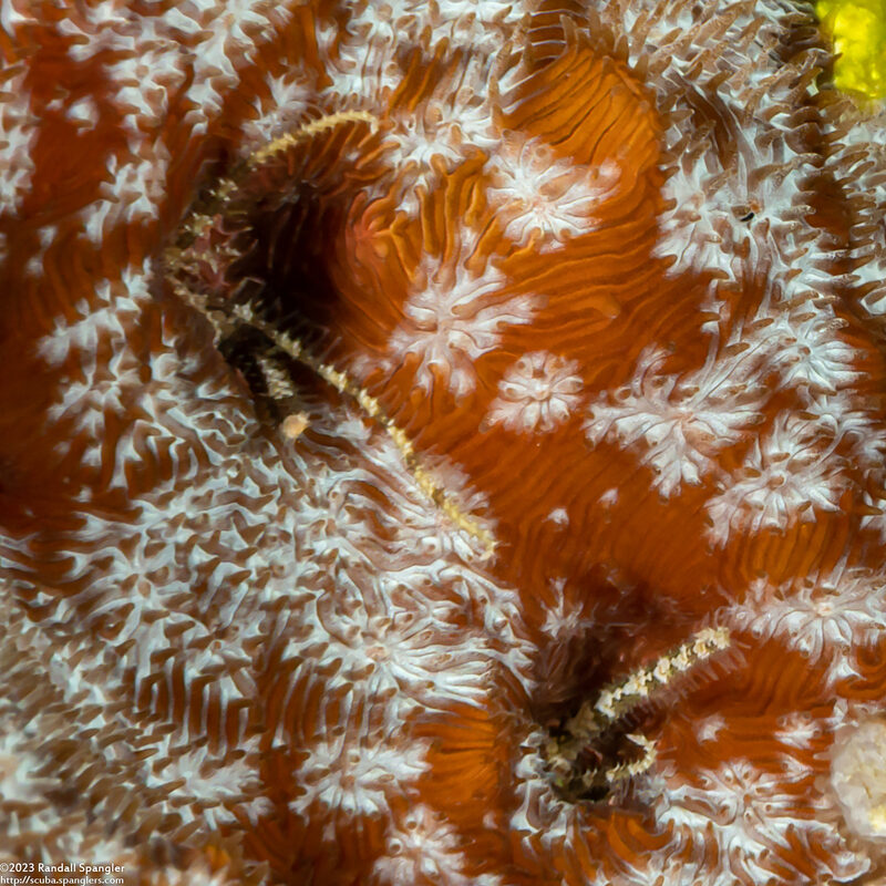 Amphiuridae sp.1 (Burrowing Brittle Star)