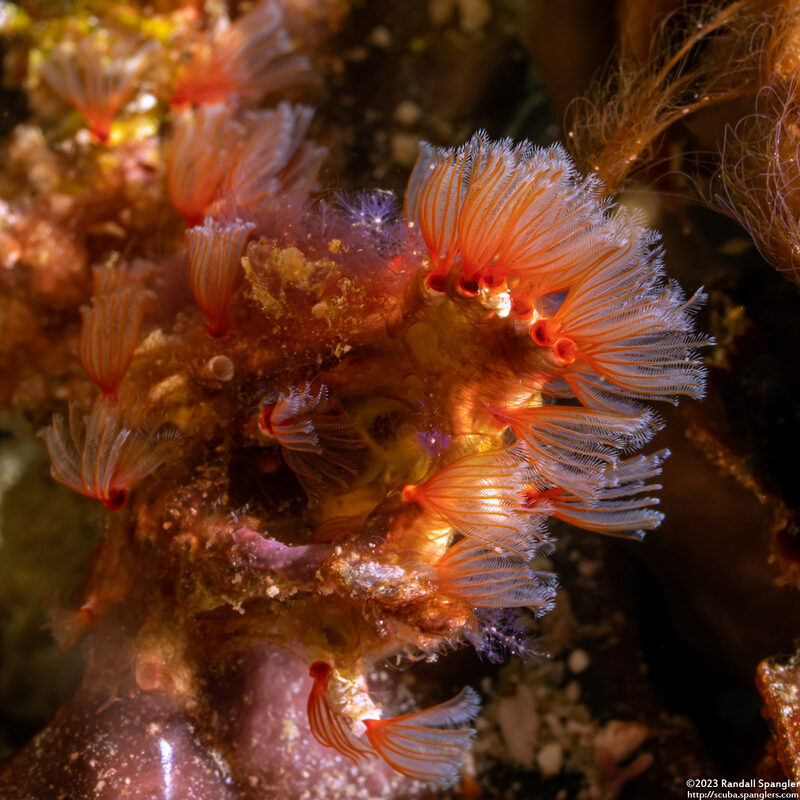Filogranella elatensis (Delicate Tube Worm)