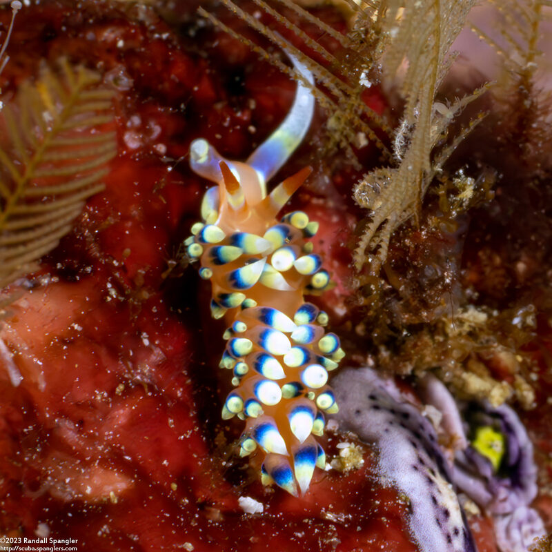 Caloria indica (Indian Caloria)